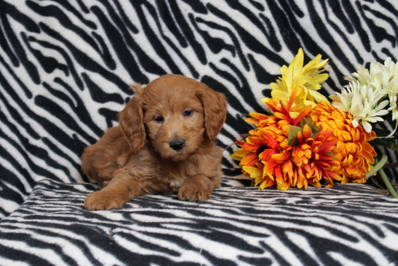 puppy, for, sale, Mini Goldendoodle F2B, Matthew B. Stoltzfus, dog, breeder, Gap, PA, dog-breeder, puppy-for-sale, forsale, nearby, find, puppyfind, locator, puppylocator, aca